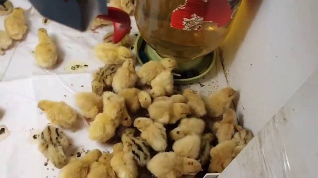 Техасский перепел. Содержание суточных перепелов.
