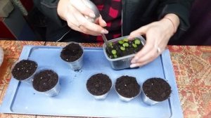 Гипоэстес от А до Я.