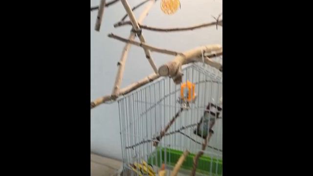 Попугай Ричи. Кто пришел? Ричи пришел! смотреть онлайн