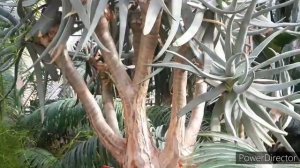 ОРХИДЕИ в Ботаническом саду, Фаленопсис, Дендробим, Башмачок, Цимбидиум....