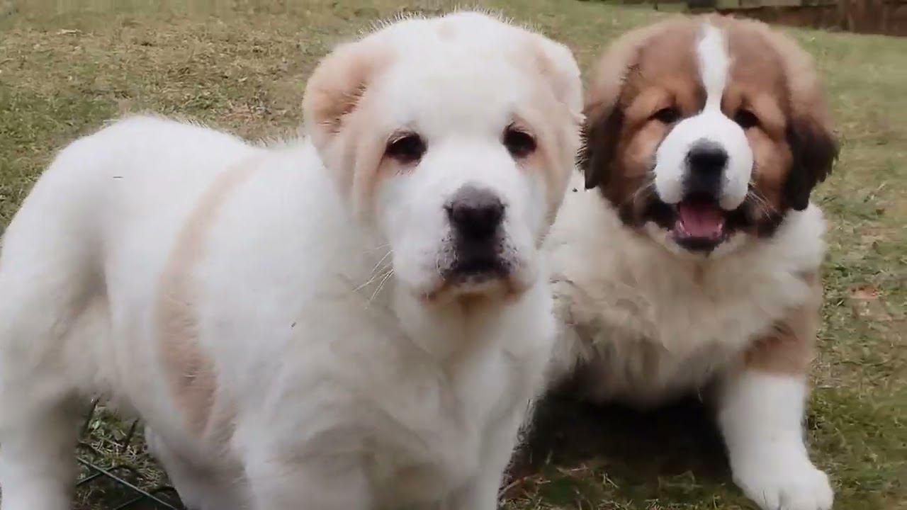 Прогулка со щенками смотреть онлайн