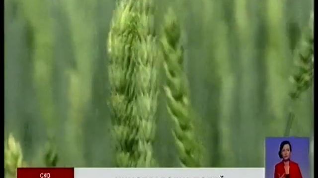 Фермеры Северного Казахстана ведут активную борьбу с болезнями зерновых культур.