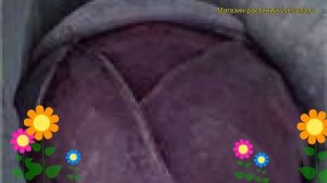 Капуста краснокочанная Рубин МС. Краткий обзор, описание характеристик, где купить семена Rubin MС