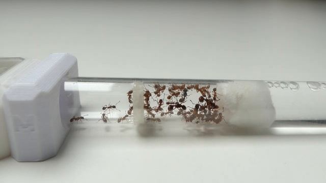 NEW EUROPEAN FIRE ANTS! - Myrmica Rubra Ant Colony Introduction