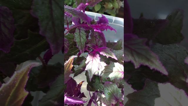 #ГИНУРА в каплях воды на #солнце ?Комнатные #растения #цветы фиолетовые #листья #синяяптица #shorts