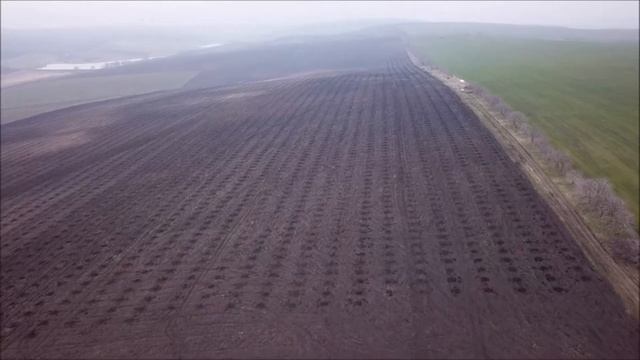 Посадка Грецкого Ореха Чандлер весна 2021