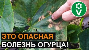 ЛИСТЬЯ ОГУРЦОВ покрываются пятнами и сохнут? Диагноз и лечение за 5 минут!