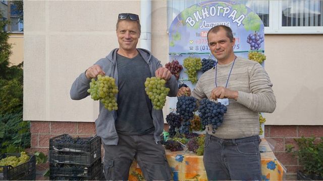 Виноград .Секаторы для виноградарства.