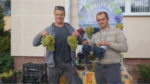 Виноград .Секаторы для виноградарства.
