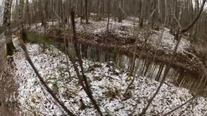 КОРА ОСИНЫ - ПОЛЬЗА ДЛЯ ЗДОРОВЬЯ