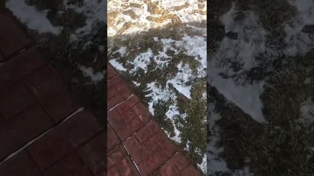 Американский булли Боря воспитание щенка