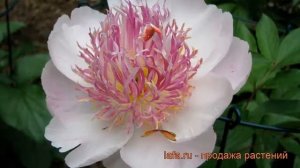 Пион травянистый Ду Телл (paeonia do tell) ? пион Ду Телл обзор: как сажать рассада пиона Ду Телл