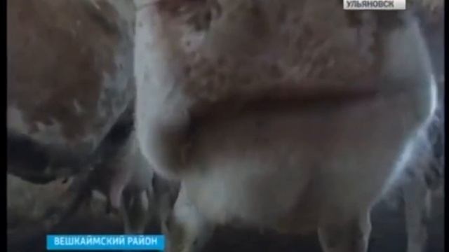 Производство высокопитательных зелёных кормов для СПК имени Калинина.