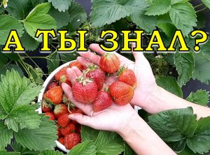 Подкормка КЛУБНИКИ: когда, чем, сколько????