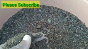 Best Soil mix of Gerbera Plant || How to grow Gerbera in pot || How to Repotting Gerbera ||