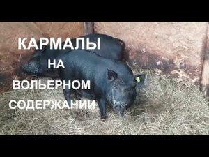 Поросятам 7 месяцев, как живут мои свиньи. Гусям 2 месяца, моё хозяйство