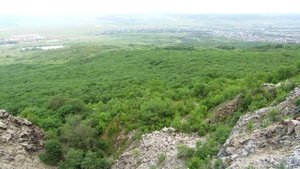 Дикие козлы на скалах горы Змейка