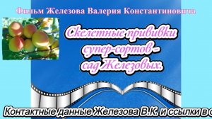 Скелетные прививки супер-сортов - сад Железовых.