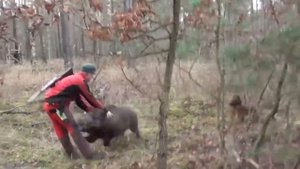 Самые Удивительные Встречи С Животными, mp4