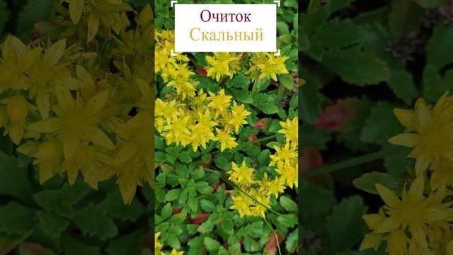 Очиток скальный (Sedum rupestre).?