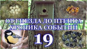 От гнезда до птенца. Хроника событий. Большая синица ( Parus major ). 19 часть