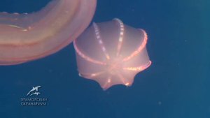 Удивительные гребневики