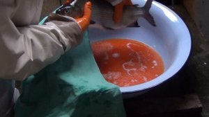 Учебное видео: разведение сиговых рыб. 5. Сбор и оплодотворения икры сига