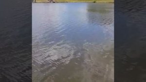Ловля крупного карася.Рыбалка в Рязани в с. Гавердово