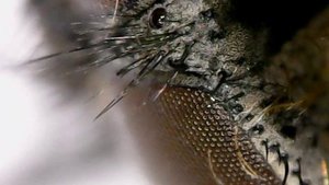 Муха под микроскопом