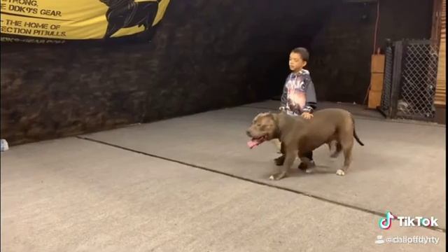 Питбуль защищает детей от бандита!!шок смотреть онлайн