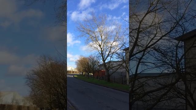 White Poplar (Populus alba) - tree - February 2018