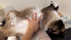 Как понять, что кошка тебя любит