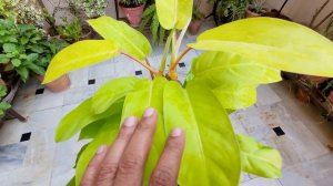 All About Philodendron Ceylon gold, Best indoor air purifier plant, हवा को शुद्ध करने वाला पौधा