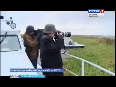 О рыбохозяйственной мелиорации озера Ильмень
