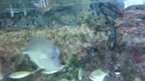 Рыба вомер | Красивое видео для релаксации