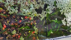 #БиоАквариум из #Биофильтра на окне, 18 м. без подмен и аэрации!