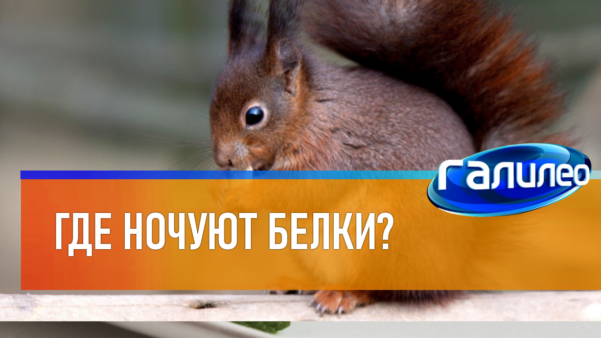 Галилео | 0059 ? Где ночуют белки? смотреть онлайн