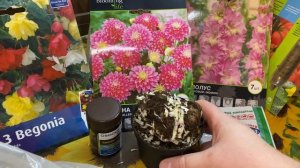 Как сохранить луковицы цветов до посадки