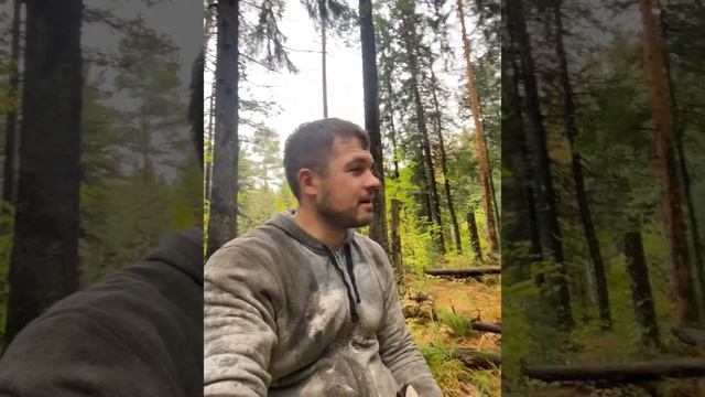 Сбор кедровых шишек в Сургуте. Осень 2021 года. смотреть онлайн