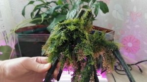 Мох кристмас на коряжке