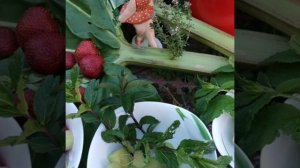 #Ревень-просто и вкусно#Полезный ревень#Ревень -простые рецепты