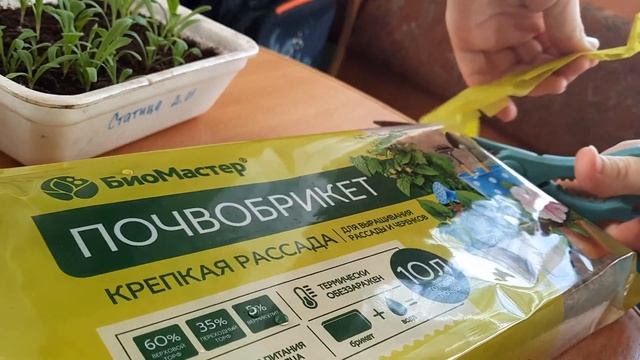 Визит на участок. Пикировка статицы. Самокрутки с цветами.