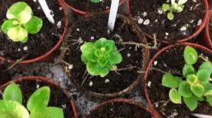 Пестролистные сеянцы фиалок из коллекции Фиалковода