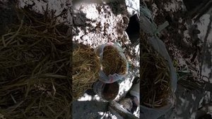 Кирпичи из глины и соломы(3)