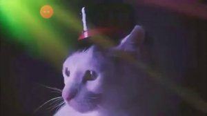 дискотека кошек 10 часов мяу-мяу-мяу