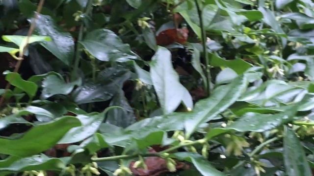 Sarcocoque à feuilles de Ruscus 'sarcococca ruscifolia' смотреть онлайн