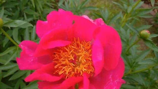 Цветение коралловых пионов Coral Sunset и Coral Fay?