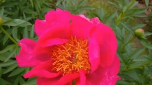 Цветение коралловых пионов Coral Sunset и Coral Fay?