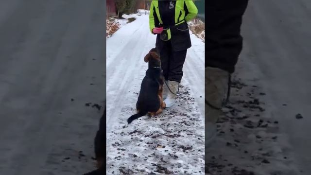 Щенки немецкой овчарки! Немецкая овчарка. Жуолль. German Shepherd