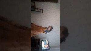 как сделать палатку своими руками в домашних условиях